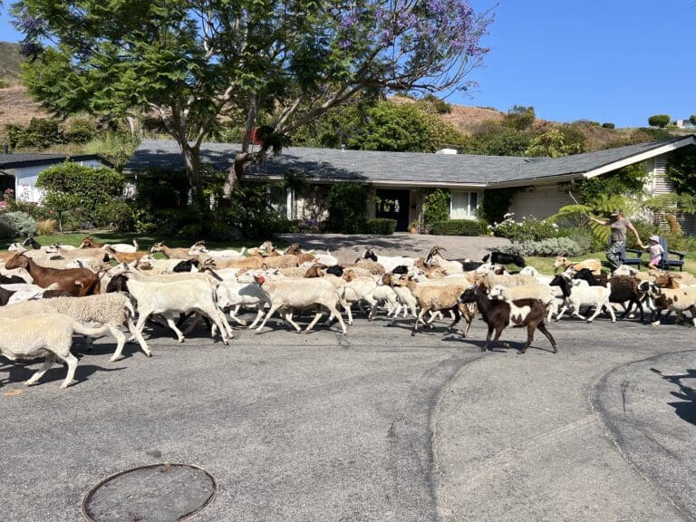 Chewing their way through dry brush on the hillsides, goats are heartily welcomed at Malibu West