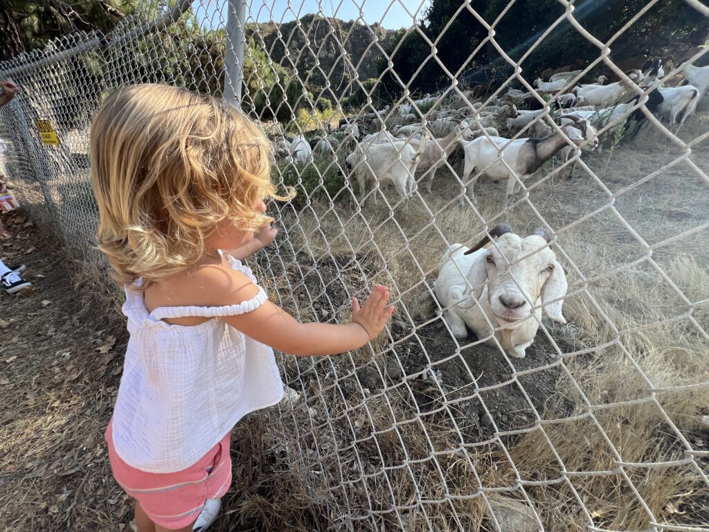 Malibu goats kid