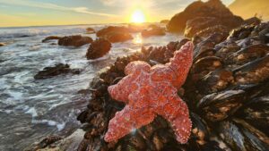 You can touch the stars in Malibu. By Siyana Lapinsky