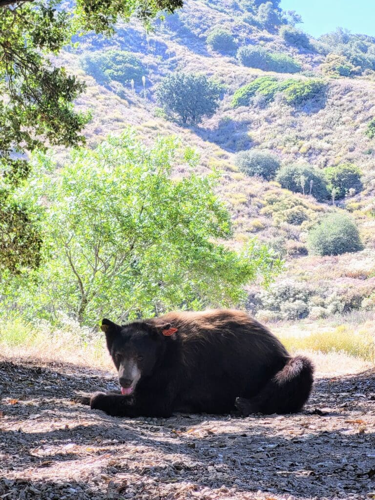 A black bear surprises residents of Malibu Knolls and Pepperdine