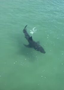 Malibu was visited by a great white shark near the Malibu Pier last week. Photo screenshot from @California.gems on Instagram