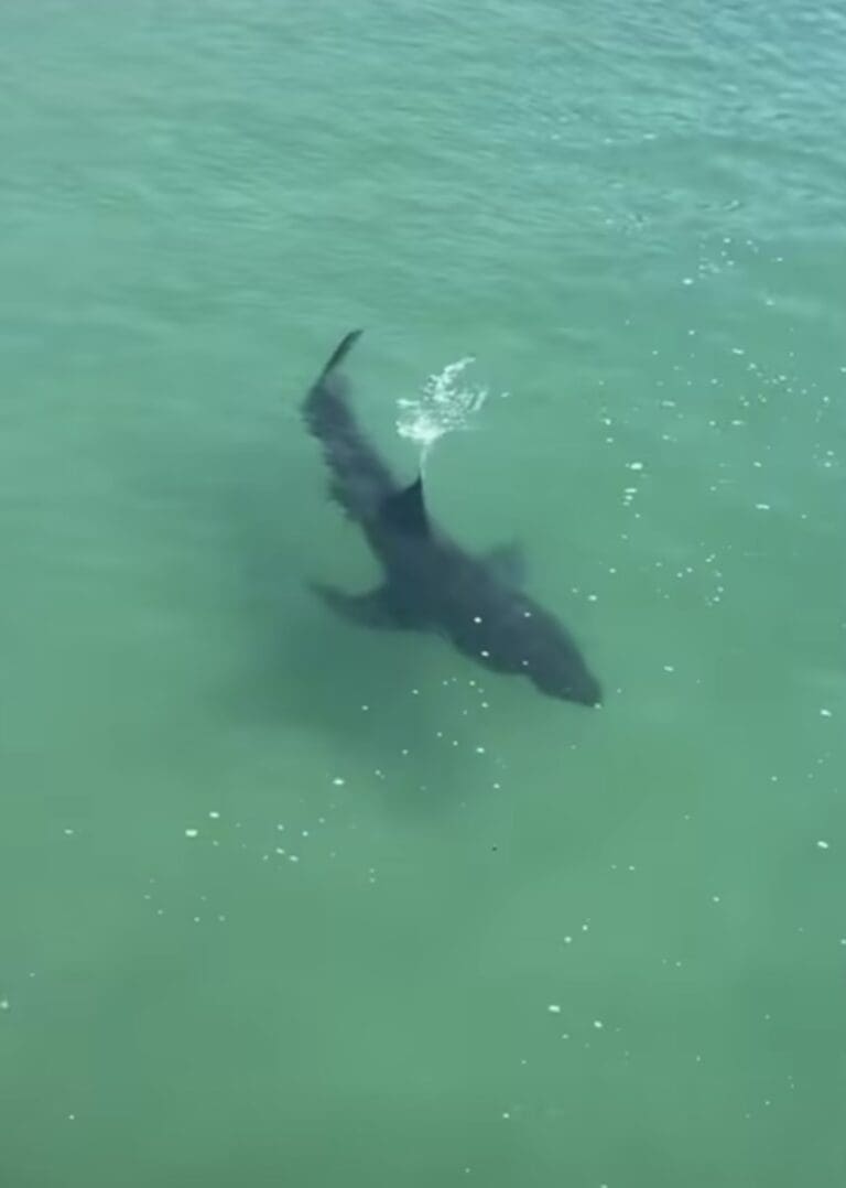 Shark near the pier surprises visitors