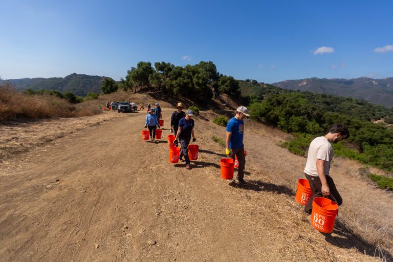 Nurturing the baby oak trees