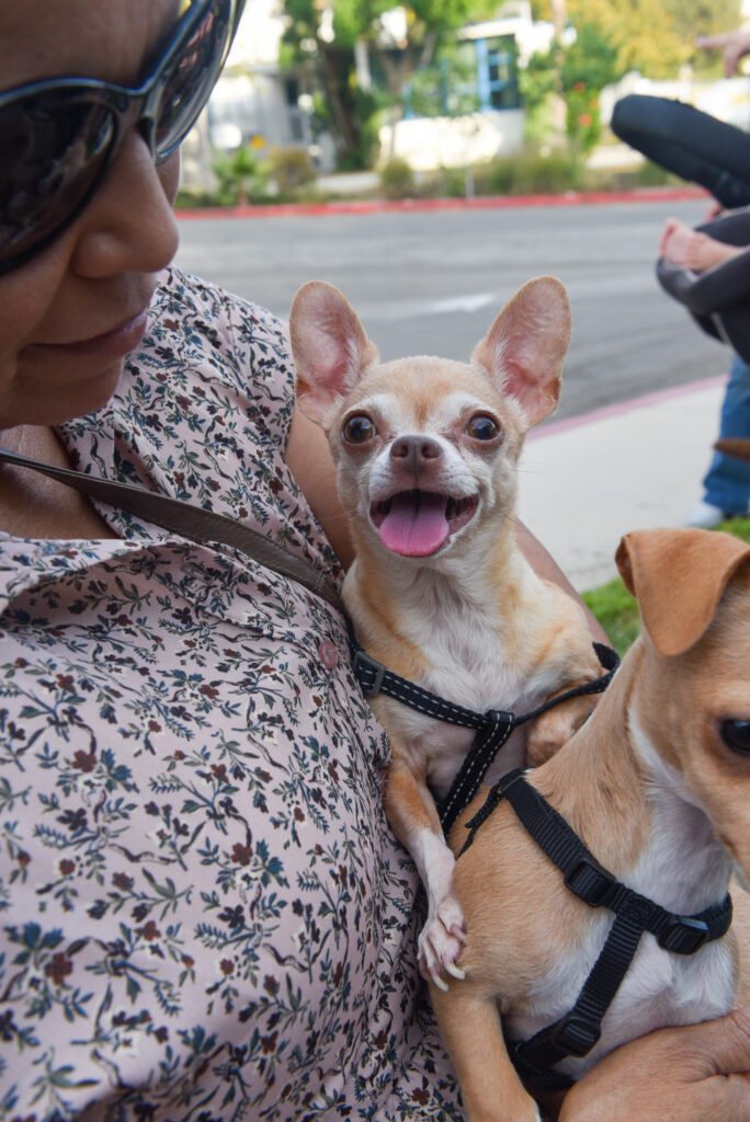 02 Our Lady of Malibu Animal Blessing SamBravo