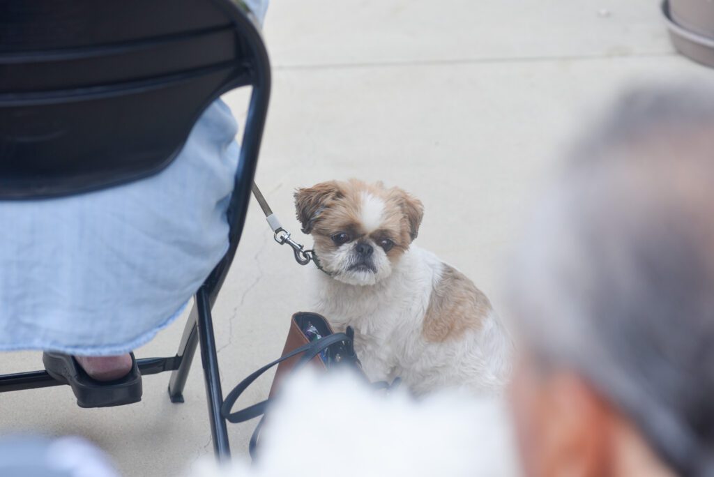 11 Our Lady of Malibu Animal Blessing SamBravo