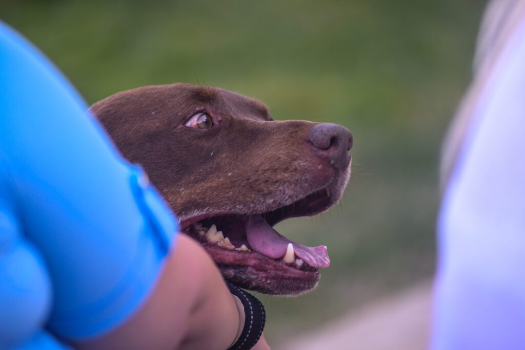 14 Our Lady of Malibu Animal Blessing SamBravo