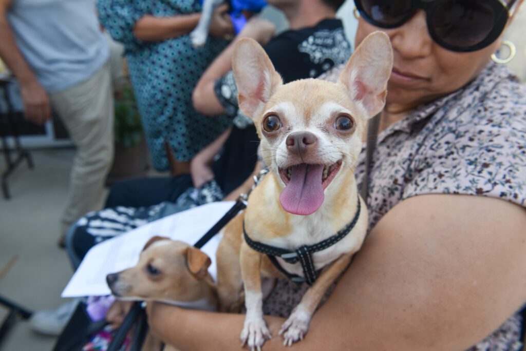 36 Our Lady of Malibu Animal Blessing SamBravo