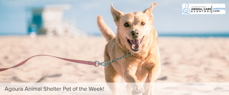 Agoura Animal Shelter Pet of the Week: Thursday, Jan. 16 Agoura Animal Shelter Pet of the Week: Thursday, Jan. 16