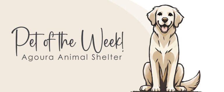 Agoura Animal Shelter Pet of the Week: Thursday, Feb. 06