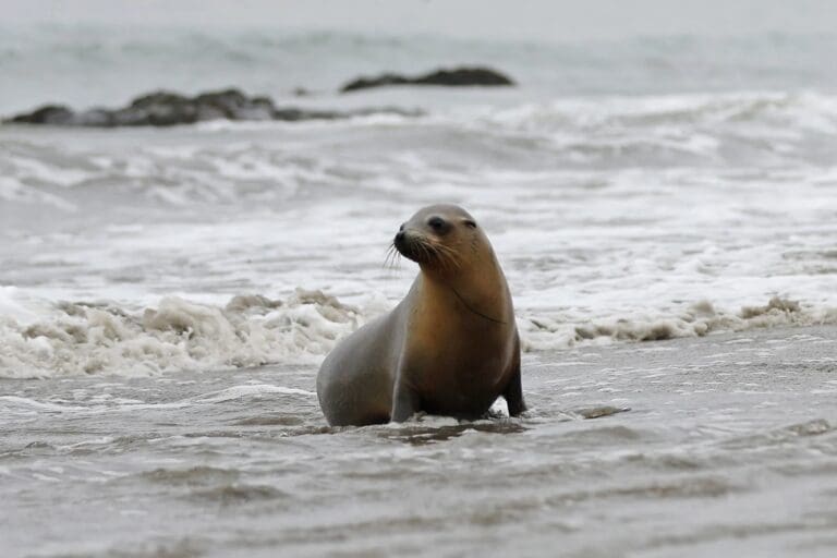 Unprecedented domoic acid outbreak harms sea lions along Malibu beaches