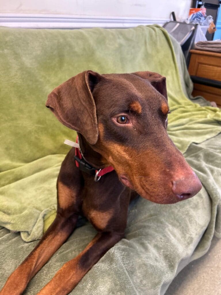 Agoura Animal Shelter Pet of the Week: Thursday, March 13