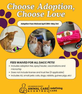Agoura Animal Shelter Pet of the Week, Meet Princess: Thursday, May 1 Adoption fee waived 51