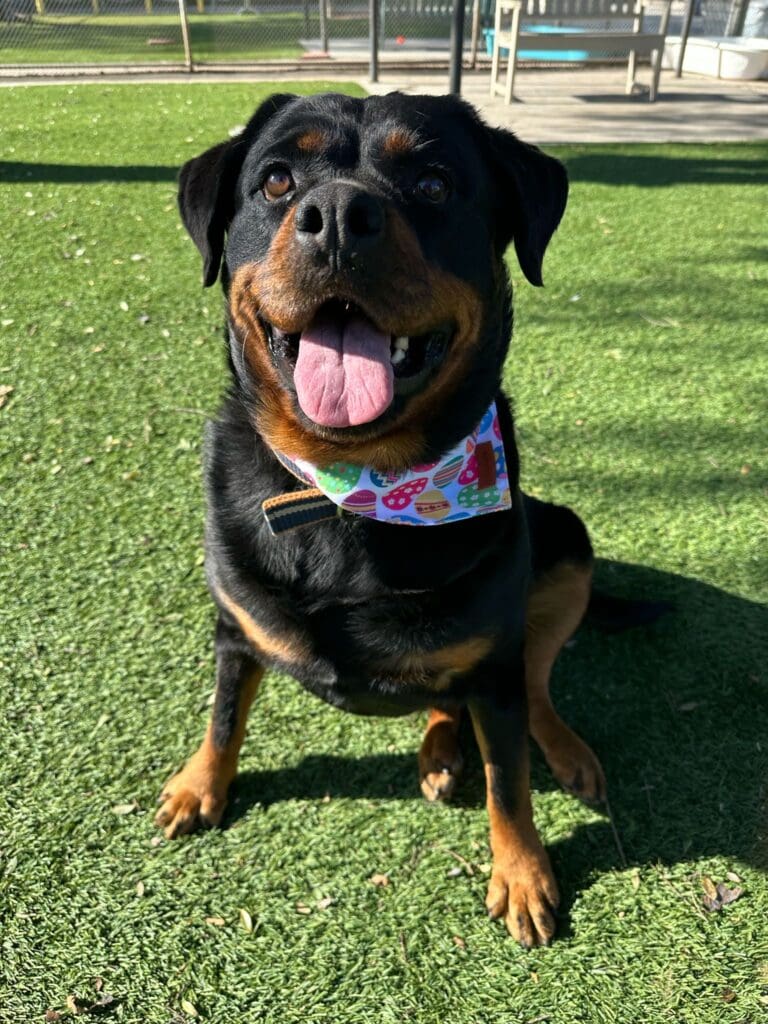 Agoura Animal Shelter Pet of the Week, Meet Princess: Thursday, May 1
