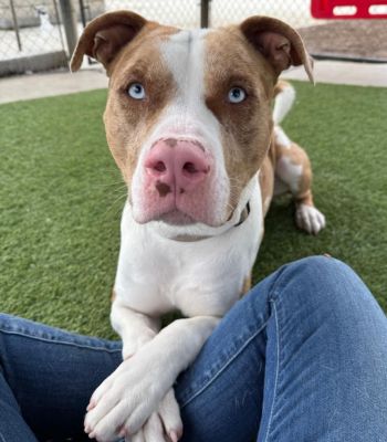 Agoura Animal Shelter Pet of the Week, Meet King: Thursday, May 22 King A5679300 2 1