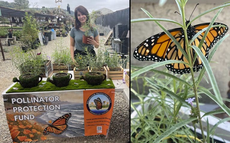 Bringing butterflies back