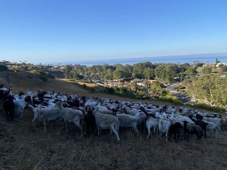 Malibu West brings back beloved brush-clearing goats for fourth year Malibu West brings back beloved brush-clearing goats for fourth year