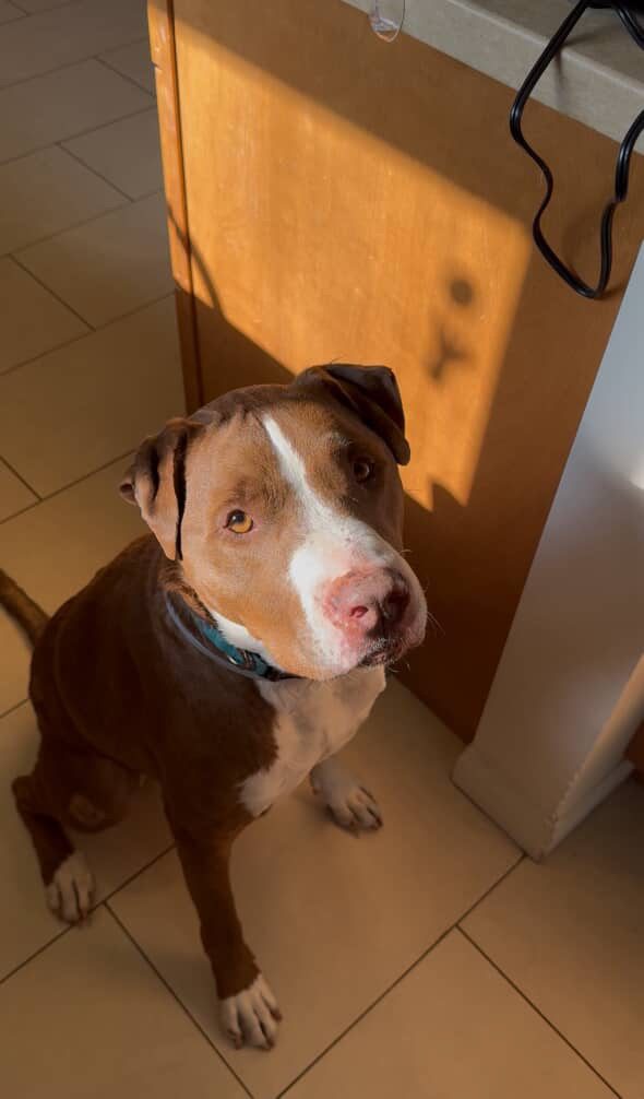 Agoura Animal Shelter Pet of the Week, Meet Loki: Thursday, July 31