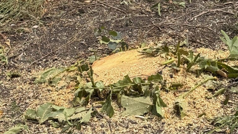 Tree removal in Eastern Malibu sparks resident concerns
