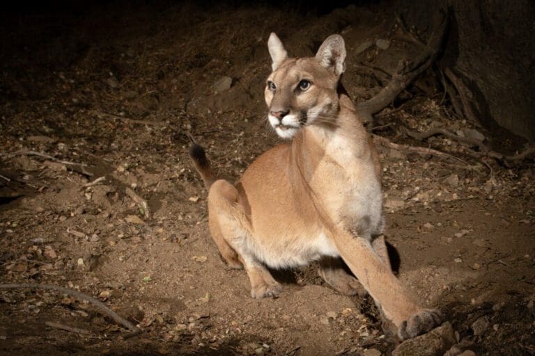 Mountain lion shot and killed after reported attack on 11-year-old girl in Malibu
