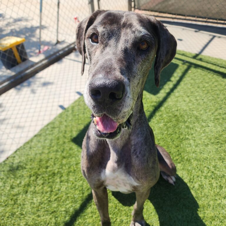 Agoura Animal Shelter Pet of the Week, Meet Dakota: Thursday, August 14