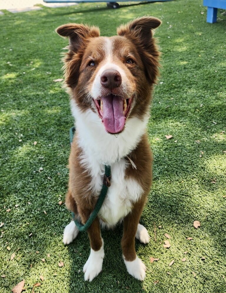 Agoura Animal Shelter Pet of the Week, Meet Loki: Thursday, August 7