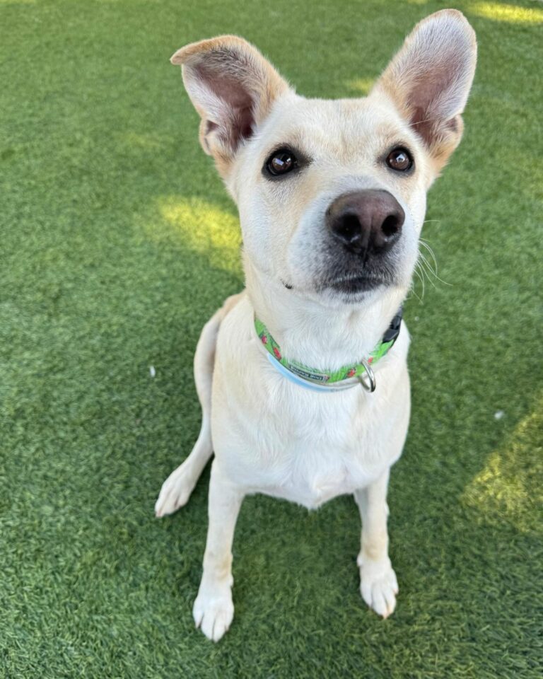 Agoura Animal Shelter Pet of the Week, Meet Ari: Thursday, August 28