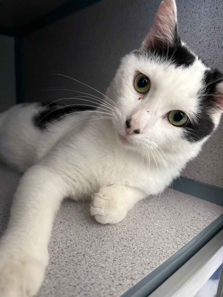 Agoura Animal Shelter Pet of the Week, Meet Poblano: Thursday, September 18