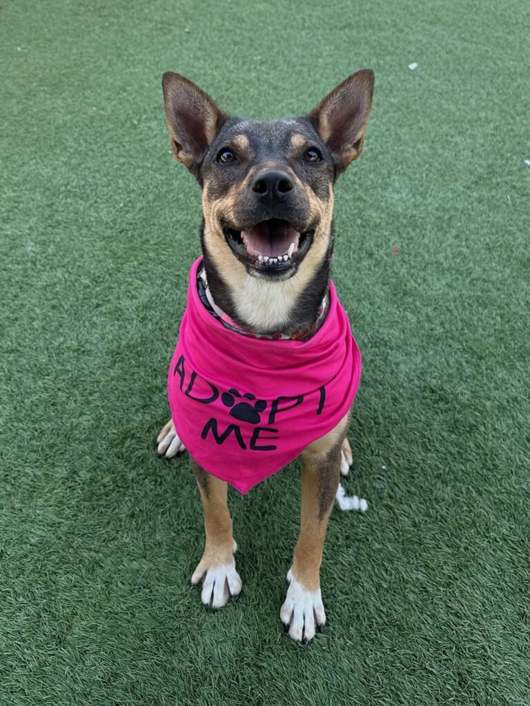 Agoura Animal Shelter Pet of the Week, Meet Mami: Thursday, September 11
