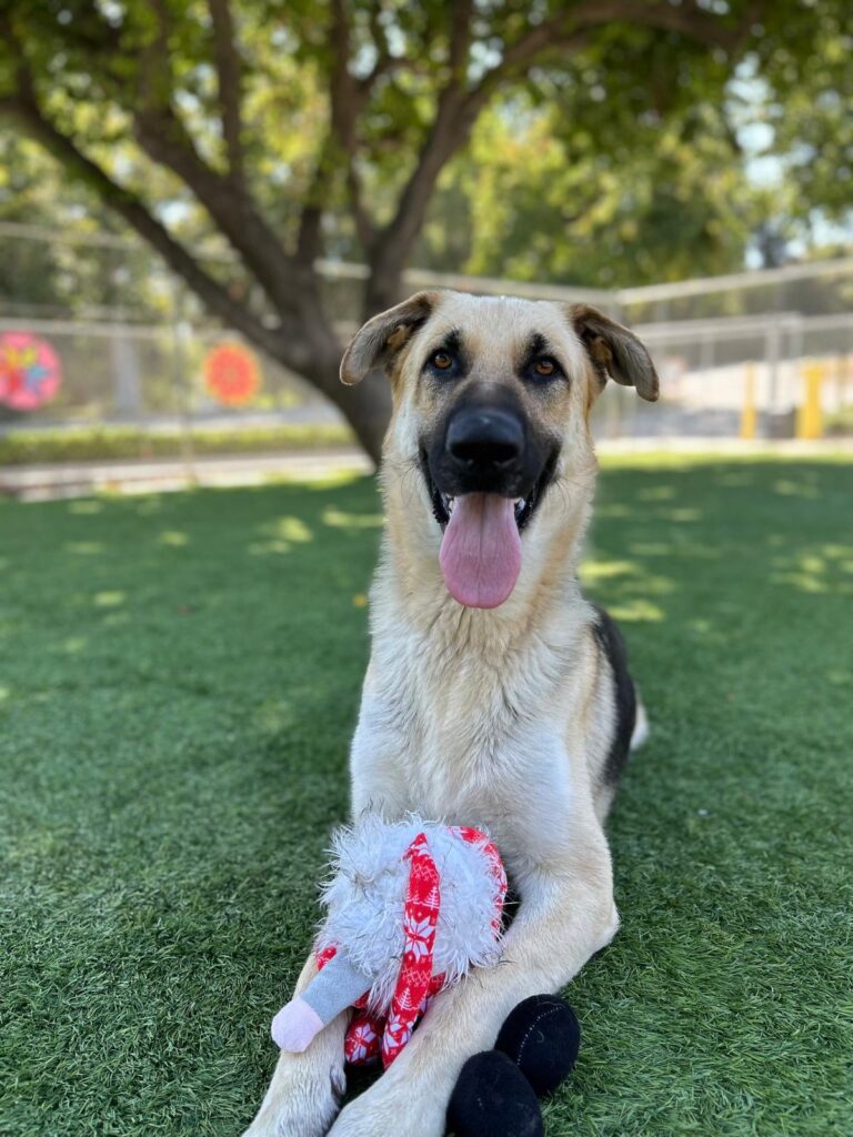 Agoura Animal Shelter Pet of the Week, Meet Leo: Thursday, September 4