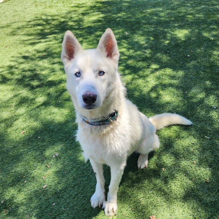 Agoura Animal Shelter Pet of the Week, Meet Rocket: Thursday, October 2