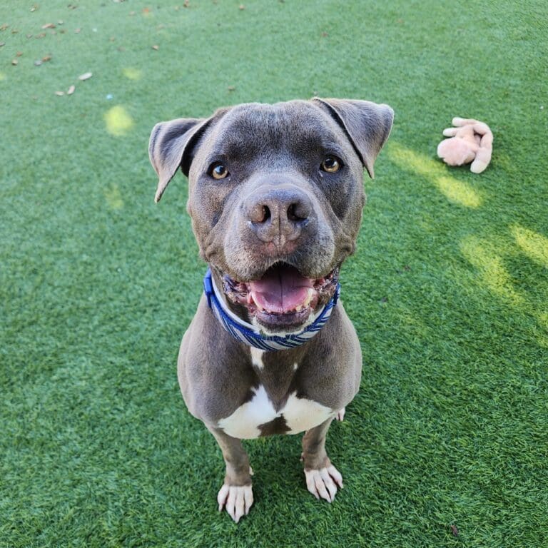 Agoura Animal Shelter Pet of the Week, Meet Hilo: Thursday, October 16