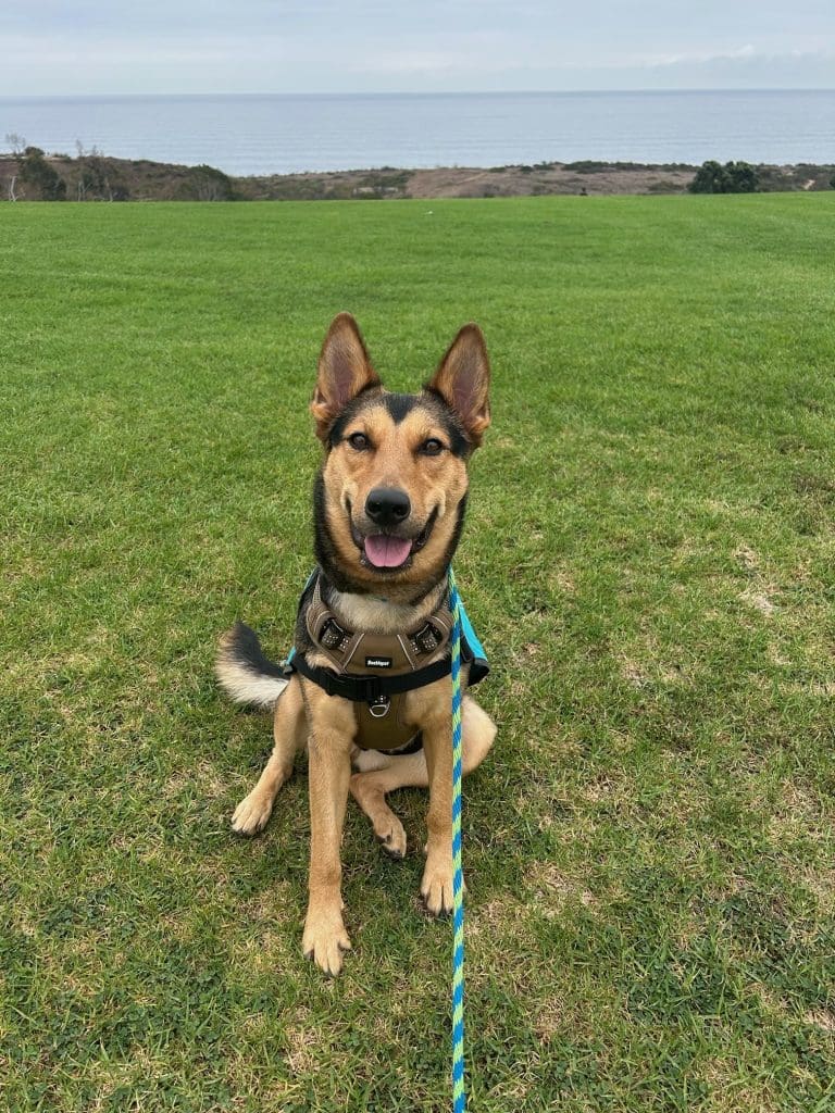 Agoura Animal Shelter Pet of the Week, Meet Dorothy: Thursday, November 13