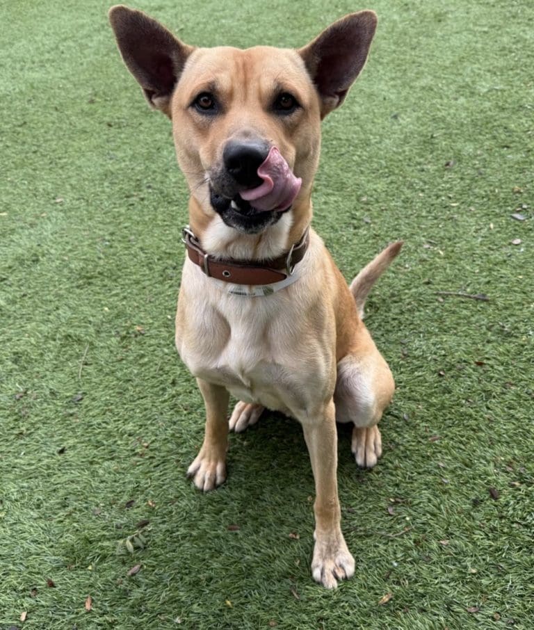 Agoura Animal Shelter Pet of the Week, Meet Pancho: Thursday, November 27