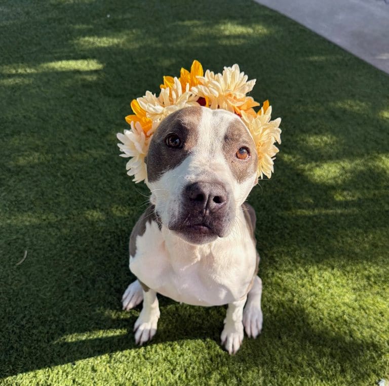 Agoura Animal Shelter Pet of the Week, Meet Mavis: Thursday, November 6