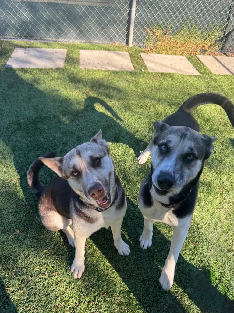 Agoura Animal Shelter Pet of the Week, Meet Maxine & Nala: Thursday, December 11