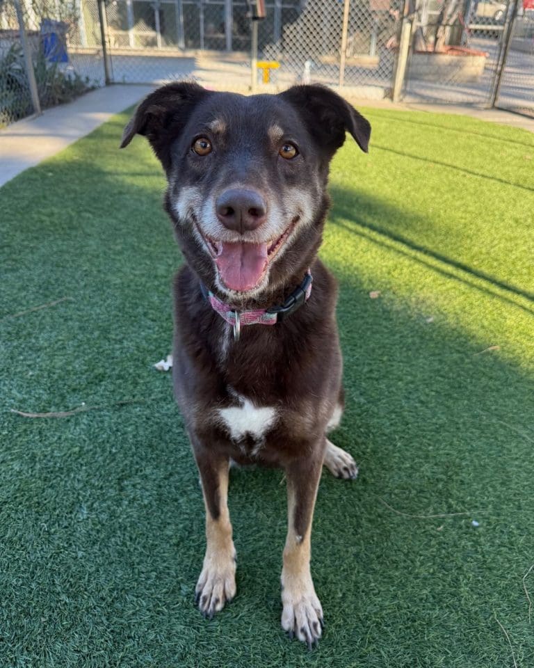 Agoura Animal Shelter Pet of the Week, Meet Coco: Thursday, December 4