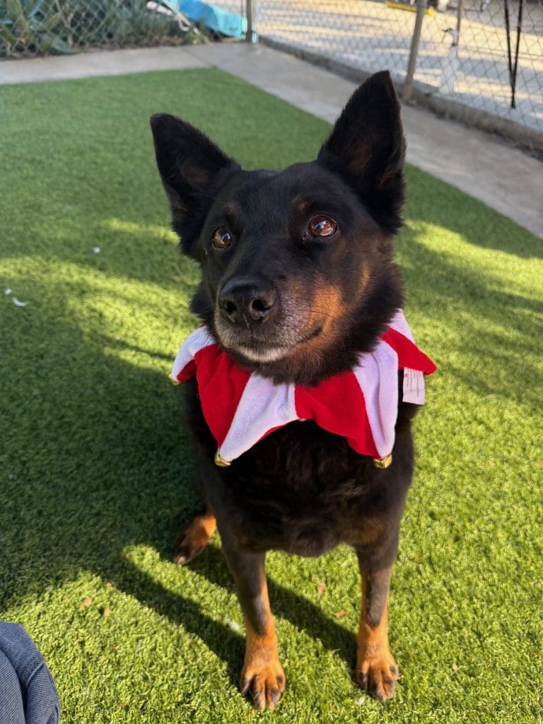 Agoura Animal Shelter Pet of the Week, Meet Princess: Thursday, December 18
