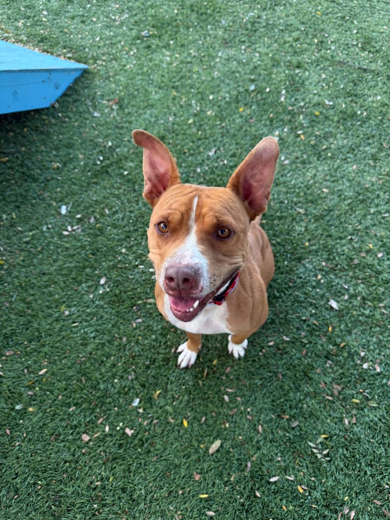 Agoura Animal Shelter Pet of the Week, Meet Muncy: Thursday, January 22