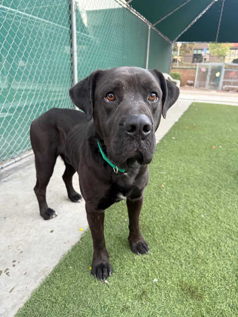 Agoura Animal Shelter Pet of the Week, Meet Deacon: Thursday, January 29