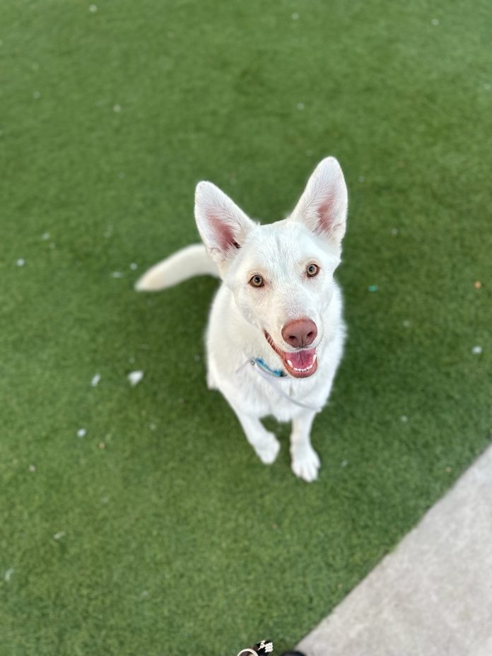 Krypto (A5655309)