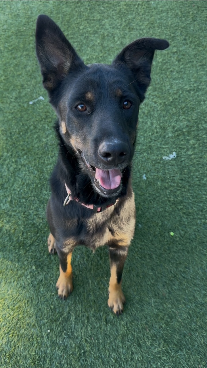 Agoura Animal Shelter Pet of the Week, Meet Nita: Thursday, January 8