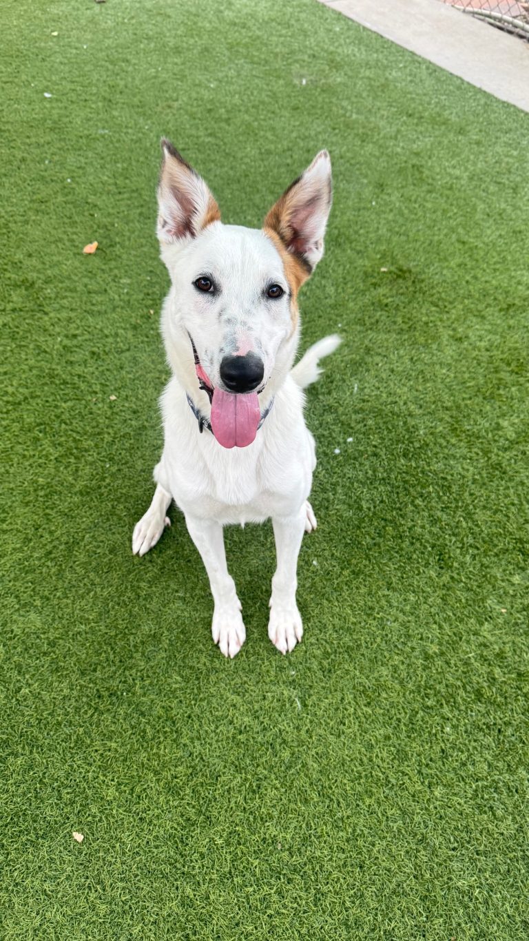 Agoura Animal Shelter Pet of the Week, Meet Frosty: Thursday, February 19