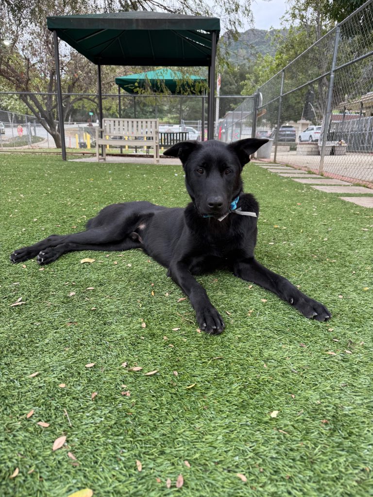 Agoura Animal Shelter Pet of the Week, Meet Peyton: Thursday, February 27