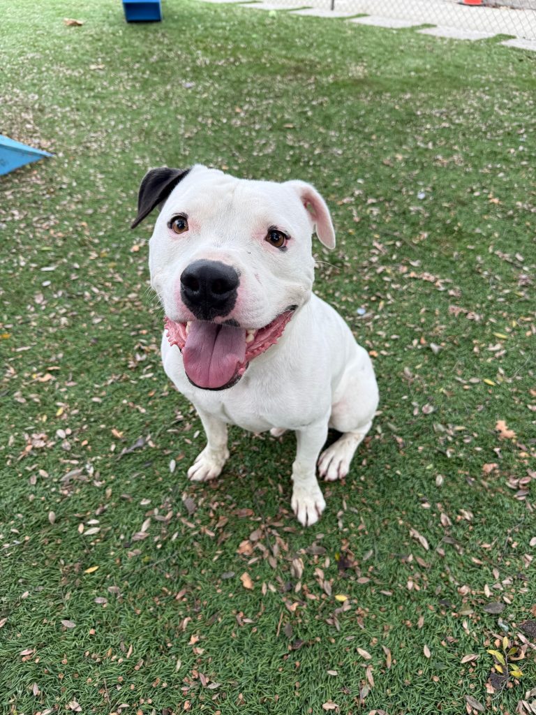 Agoura Animal Shelter Pet of the Week, Meet Sir Charles: Thursday, March 12